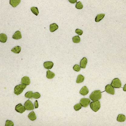 Parakeet
